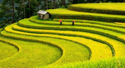 Sapa Terraced Rice-fields and